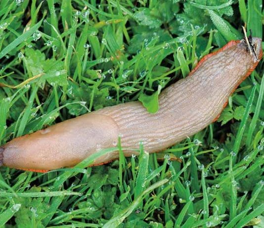 Dealing With a Slug Problem