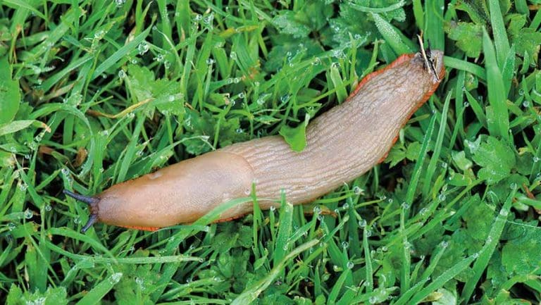 Dealing With a Slug Problem