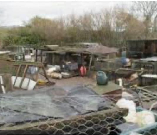 Gillingham smallholder sentenced and banned from keeping animals