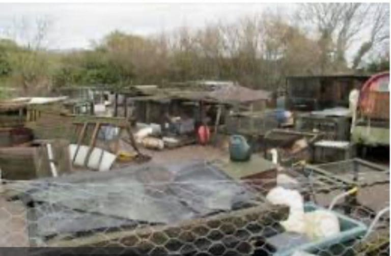 Gillingham smallholder sentenced and banned from keeping animals