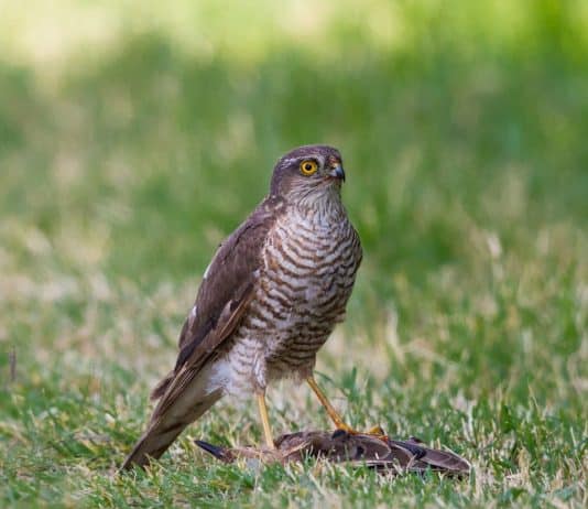A male sparrow hawk in our garden