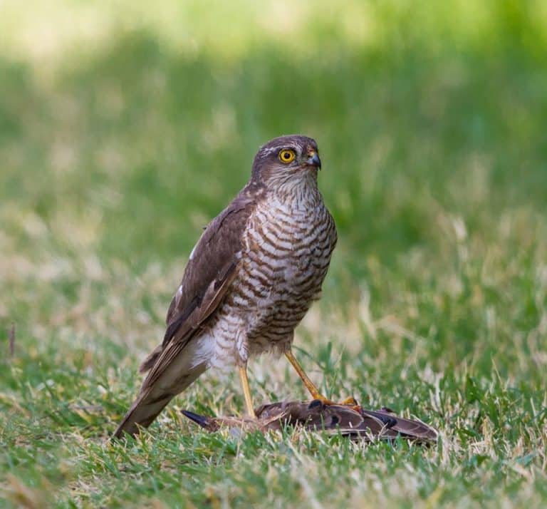 A male sparrow hawk in our garden