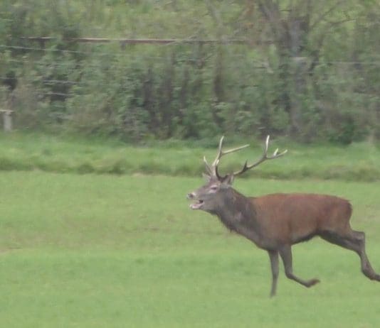 SHOCKING FOOTAGE EMERGES OF STAG HUNTING TEN MILES FROM TAUNTON