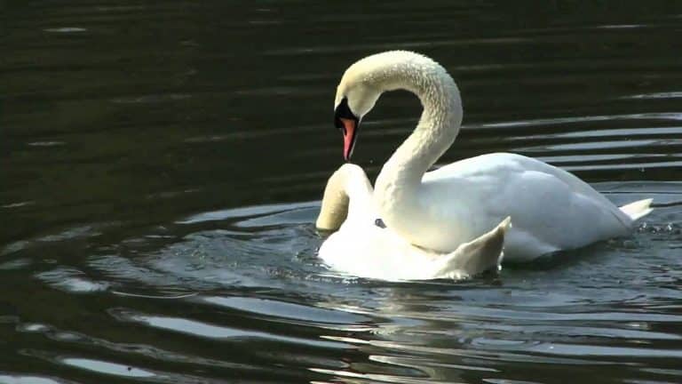 Nature continues as Spring creates a new generation