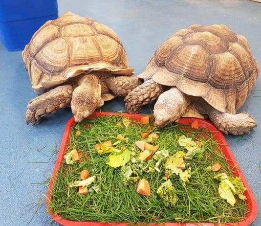 Two of four giant tortoises located