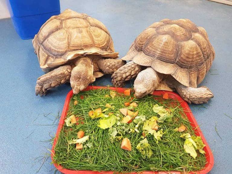 Appeal after giant tortoises stolen from Kingston Maurward College in Dorchester