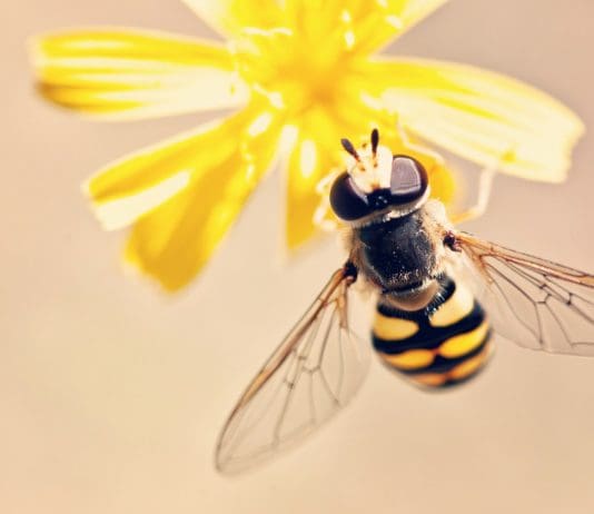 Let me tell you about wasps