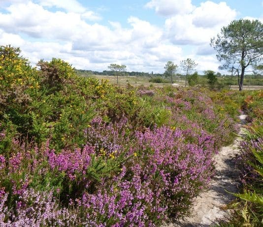 Dorset Wildlife Trust urges the public to follow wildlife safety advice on nature reserves