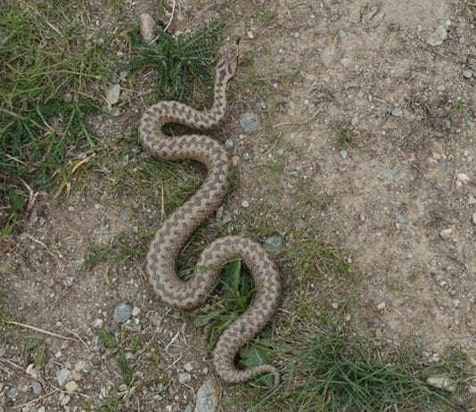 Adder alert in Weymouth & Portland