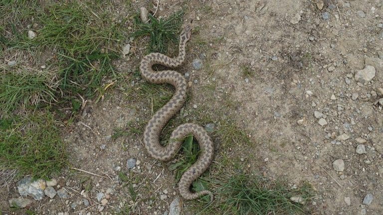Adder alert in Weymouth & Portland