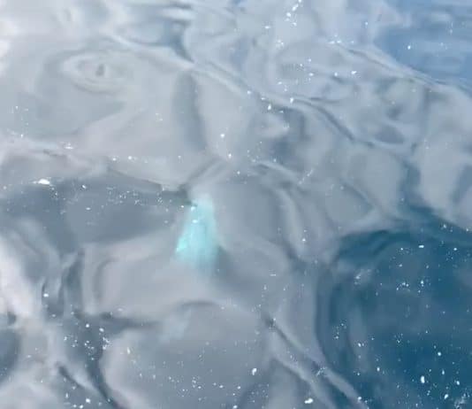 Rare Dorset sighting of Risso’s dolphin