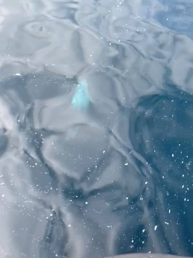 Rare Dorset sighting of Risso’s dolphin