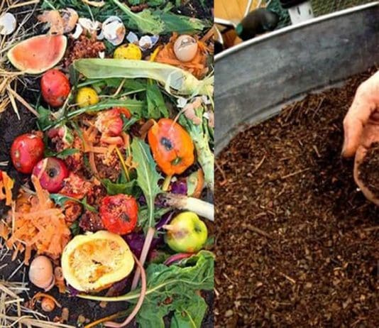 Time to try home composting?