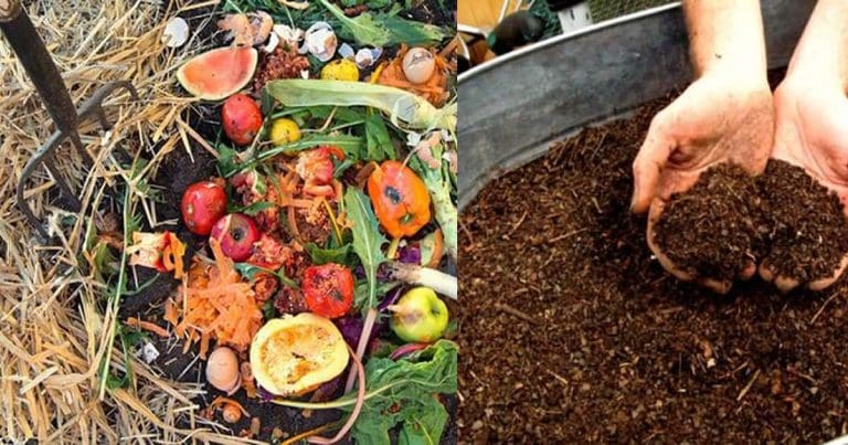 Time to try home composting?