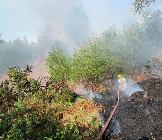 Devastation caused at Puddletown Forest by BBQ