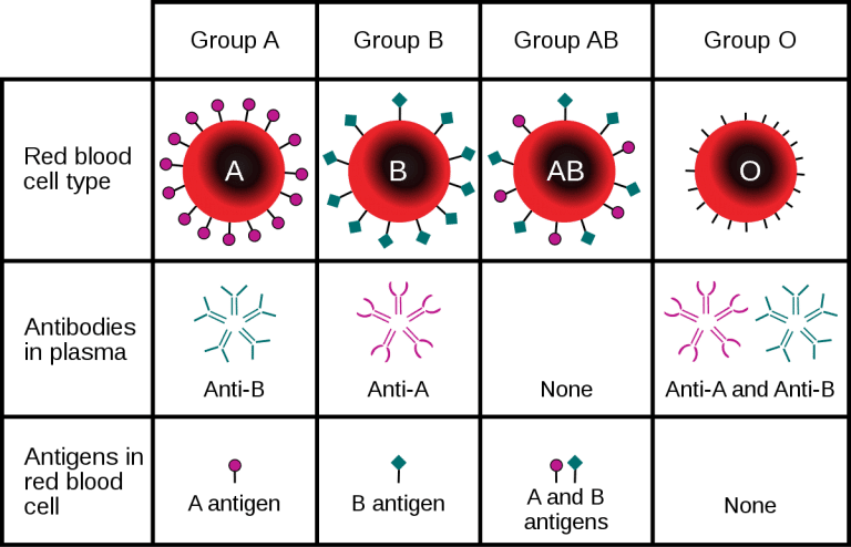 Study Suggests Blood Type A Associated With Higher Risk of COVID-19