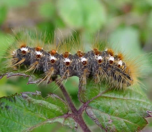 Please avoid brown tail moth caterpillars but do not destroy them