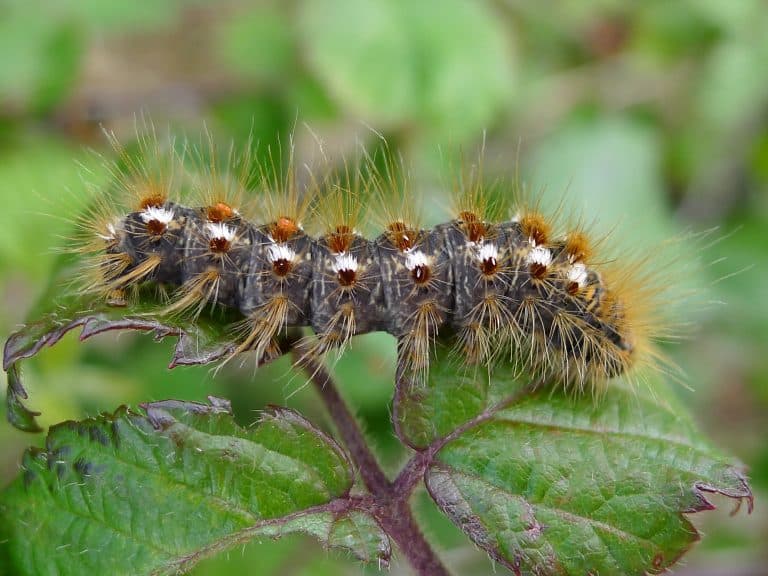 Please avoid brown tail moth caterpillars but do not destroy them