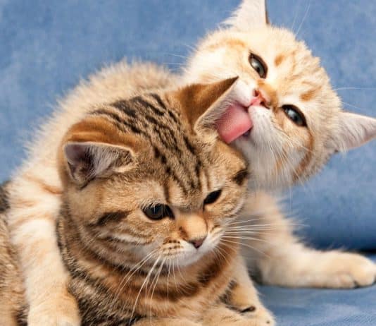 Is Your House Warm Enough? Take The Cat Test