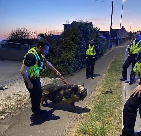 Weymouth & Portland police have a pig of an evening