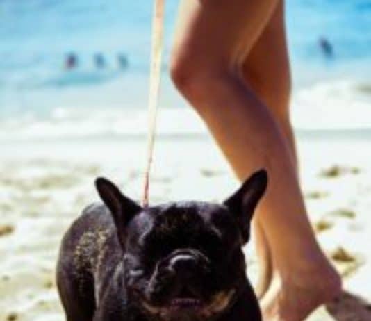 Relaxation of restrictions for dogs on beaches to end