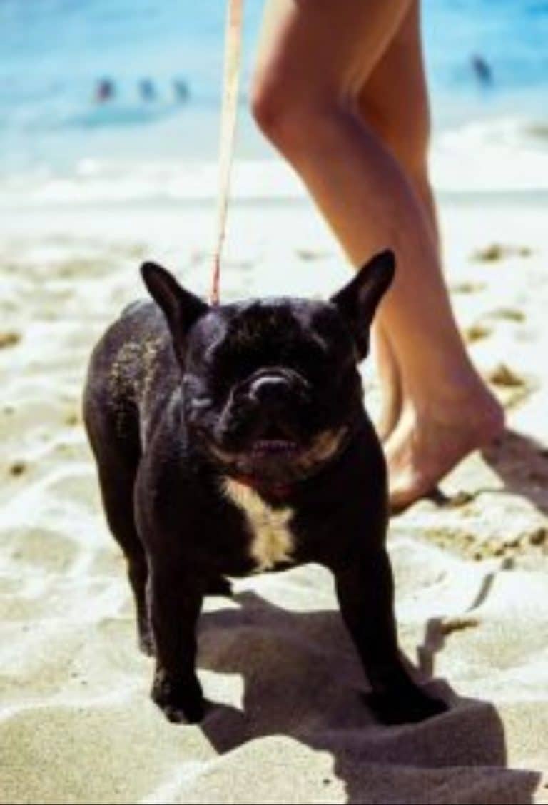 Relaxation of restrictions for dogs on beaches to end