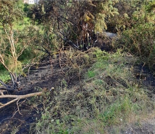 Appeal for information following suspicious fire at Poole nature reserve