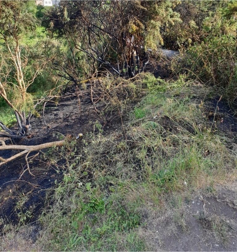Appeal for information following suspicious fire at Poole nature reserve