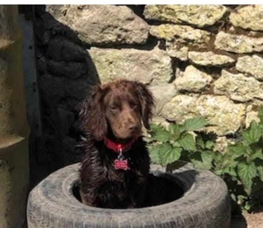 Public appeal after dog stolen near Shaftesbury