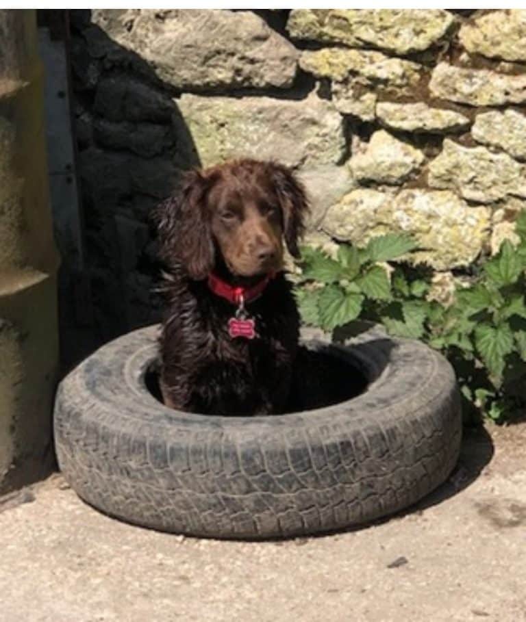 Public appeal after dog stolen near Shaftesbury
