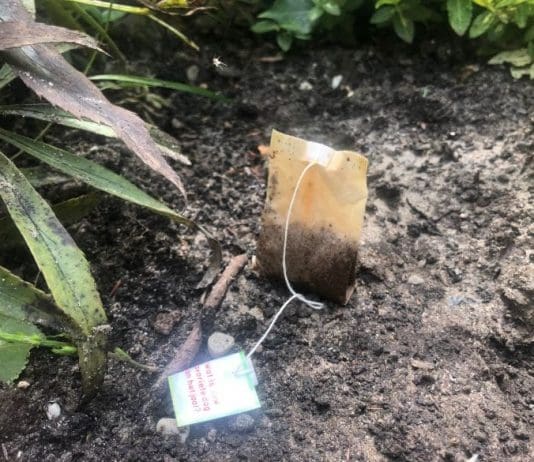 Tea bags: A match made in gardening heaven