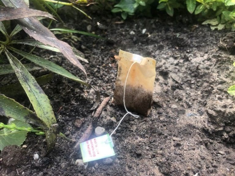 Tea bags: A match made in gardening heaven