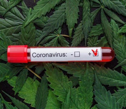 No shortage of test volunteers expected as scientists believe cannabis could help prevent and treat coronavirus