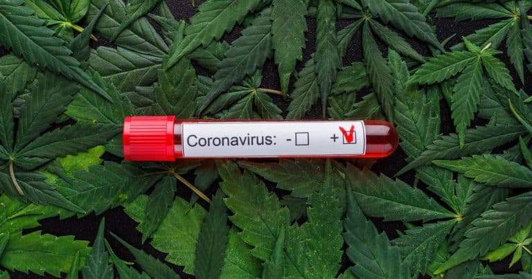 No shortage of test volunteers expected as scientists believe cannabis could help prevent and treat coronavirus