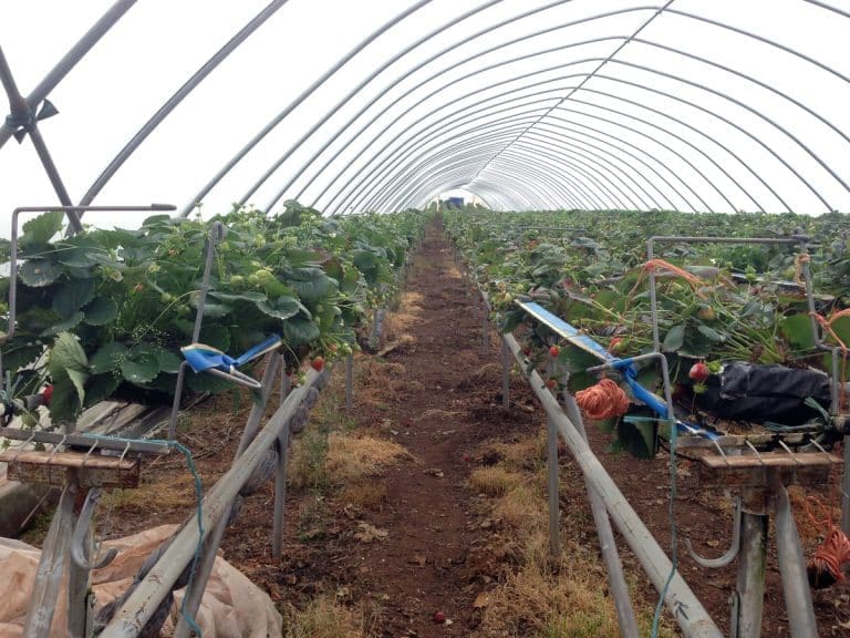 Environment Secretary urges British public to pick fruit for free. Guess what his family business is?