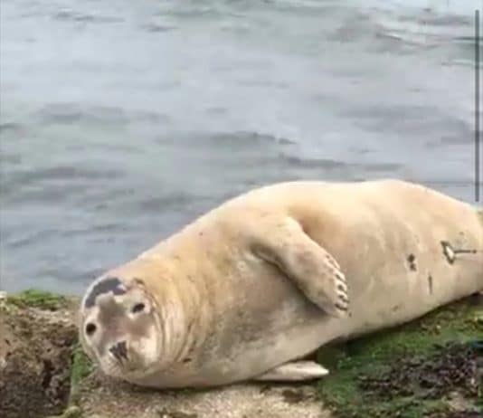 Seal chilling out in Weymouth
