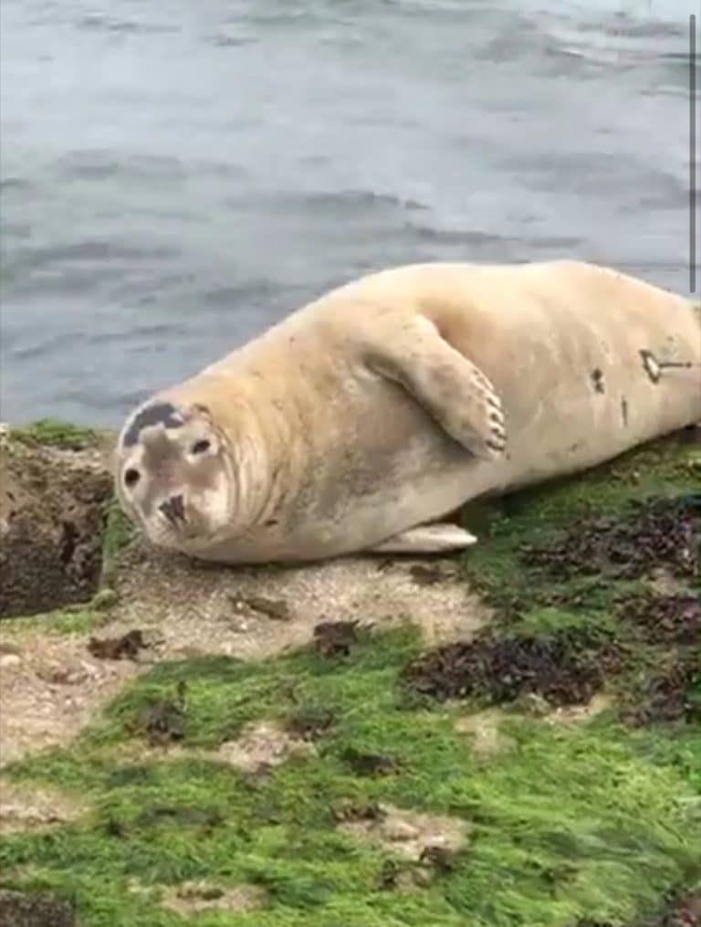 Seal chilling out in Weymouth