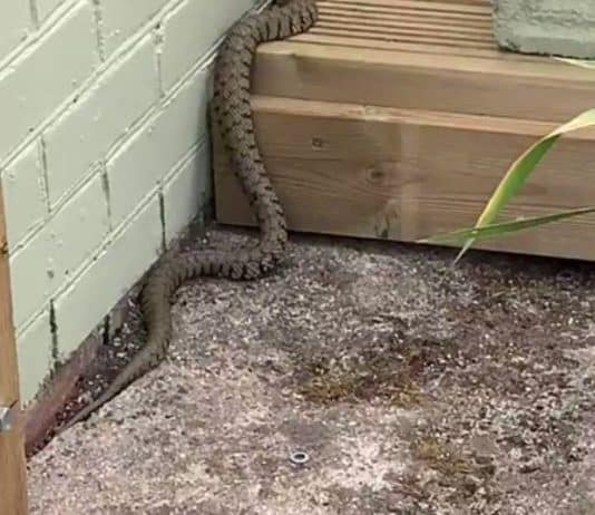 Trudi saw Grass snake on Dorset Eye and raised it
