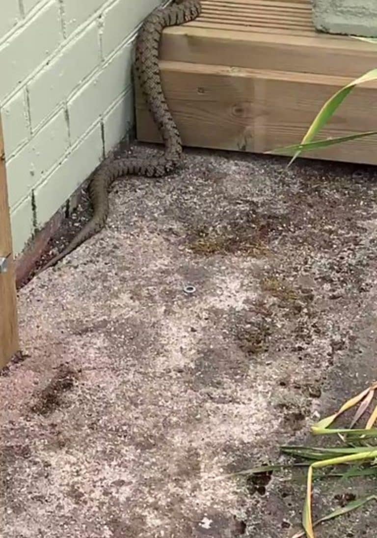 Trudi saw Grass snake on Dorset Eye and raised it