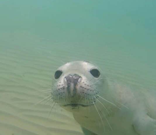 More from Sammy the Seal