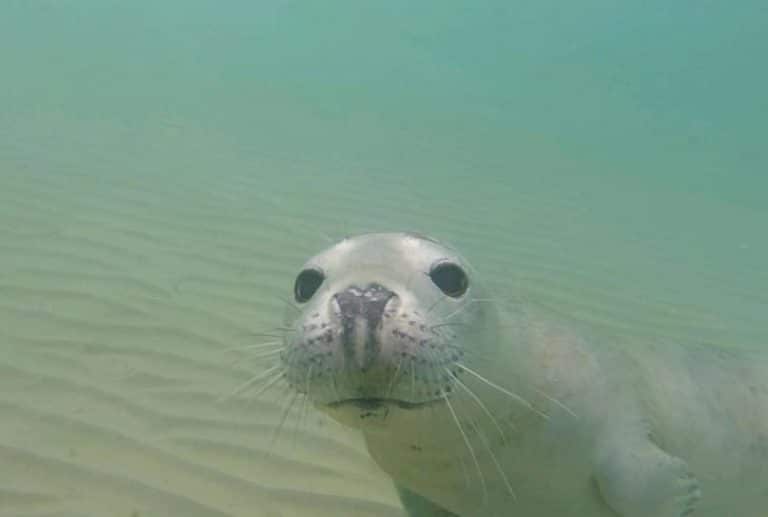 More from Sammy the Seal