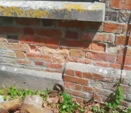 Snake slithers up to patio doors for a peek…