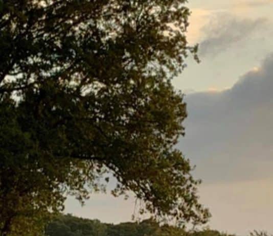 Lots of deer collisions