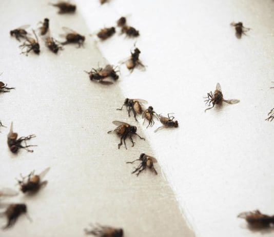 Dorset homes… experiencing an influx of flies