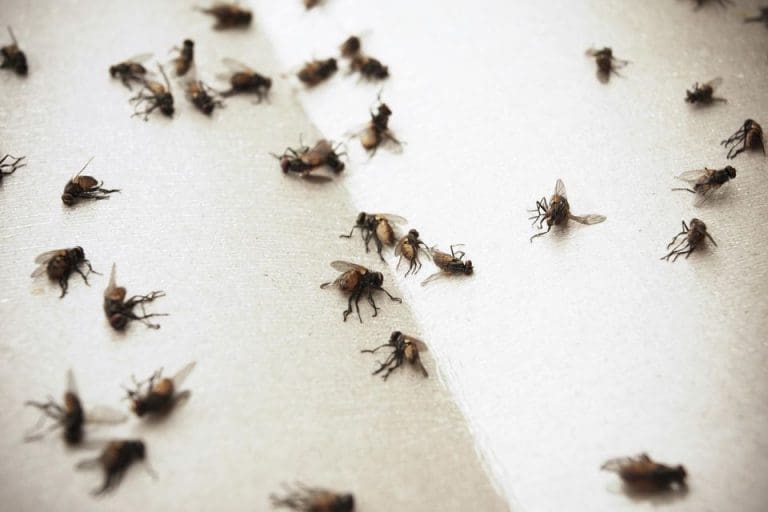 Dorset homes… experiencing an influx of flies