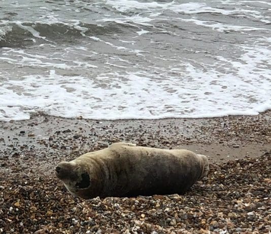 As a rule of thumb, stay at least 50 yards (150 feet) from seals