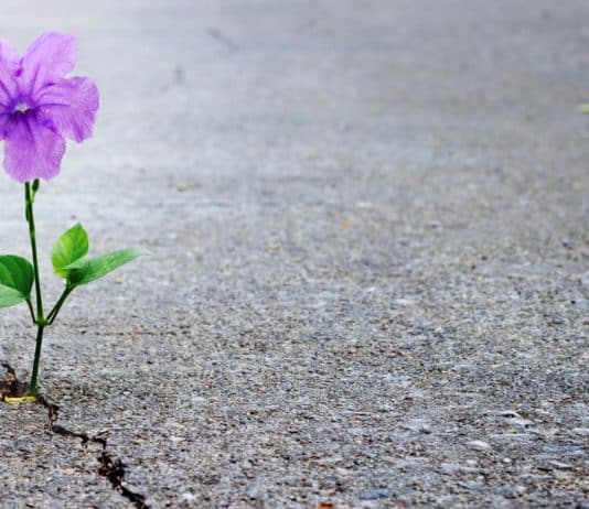 I am a Leaver but Tory Brexit strategy denies us hope