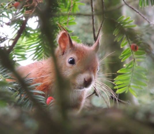‘I put a microphone up close to a 7 week old baby red squirrel’