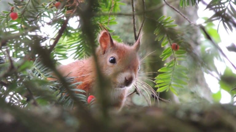 ‘I put a microphone up close to a 7 week old baby red squirrel’