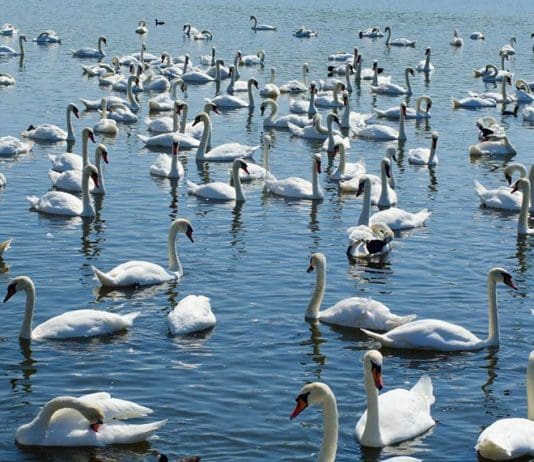Abbotsbury Swannery to reopen